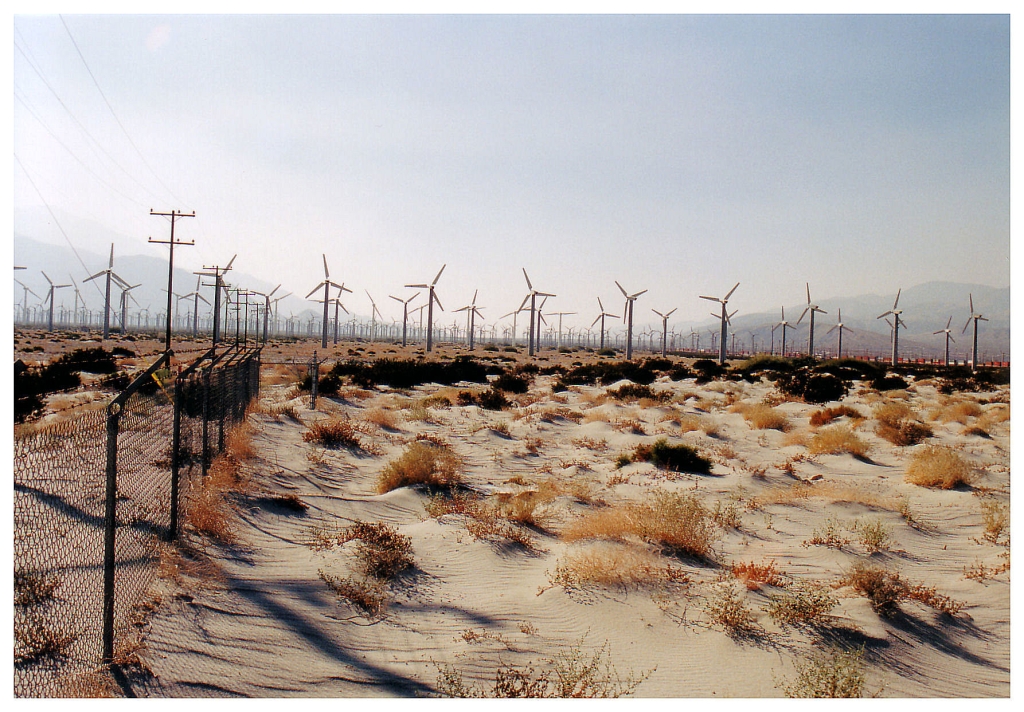 12 - Palm Spring (1).jpg